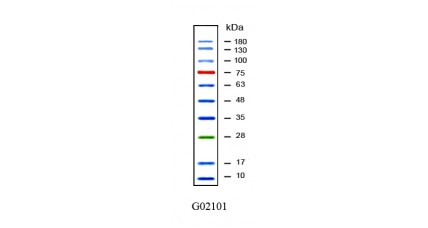 AccuRuler Prestained Protein Ladder 10X 250ul  + 5 kits of 200ml ECL Solution 
